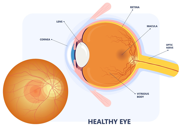 Diagram of a healthy eye without signs of macular degeneration